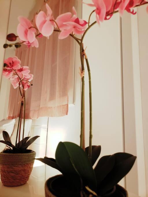 Appartement Cosy Plein Centre Nice Buitenkant foto